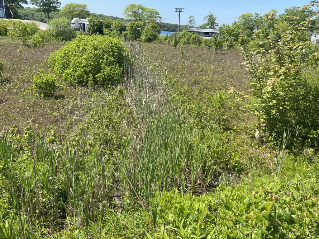 Cranberry Bog Restoration
